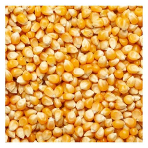 ข้าวโพดเกรดพรีเมียมสำหรับอาหาร ปลอดจีเอ็มโอ คุณภาพสูงสุด ขายส่ง พร้อมส่งออก มีสินค้าในสต็อก ผู้ผลิต - Product Image 3