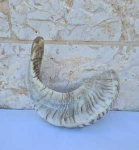 Shofar en corne de bélier naturelle, très demandé, pour la musique et les usages religieux, taille personnalisée, shofar casher, corne de Kudu d'Israël polie - Product Image 1