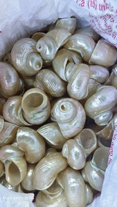 เปลือกหอยเทอร์โบขนาดใหญ่พรีเมียม 14–16 ซม. เปลือกหอยธรรมชาติสำหรับตกแต่ง ผู้ผลิตเวียดนาม จำหน่ายส่งออกจำนวนมาก - Product Image 3