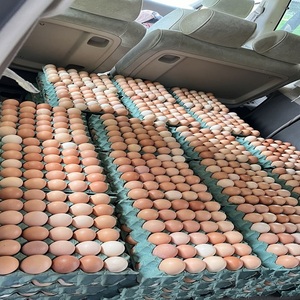 ไข่ไก่แบบเป็นลัง (สีน้ำตาลขาว) 100% ธรรมชาติ สดใหม่ ปลอดภัย บรรจุภัณฑ์แน่นหนา อายุการเก็บรักษา 2 เดือน เหมาะสำหรับร้านอาหารและร้านค้า - Product Image 4