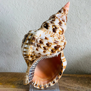 Trumpet <b>shells</b> decorative <b>shell</b> beach gift decor <b>ornament</b> discount deal natural triton seashell - Product Image 6