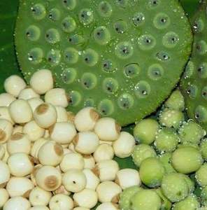 Semillas de loto frescas vietnamitas procesadas limpiamente y de sabor natural listas para la exportación-Producto agrícola - Product Image 3