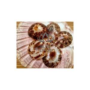 Conchas de Limpet Pulimentadas de Alta Calidad 2026 para Conjuntos de Joyería de Alta Gama, Conchas Marinas Puras, Limpias, Seguras, Productos Marinos Seleccionados de Calidad - Product Image 1