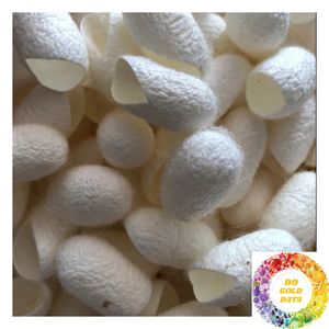 Capullos de seda de morera natural de Vietnam para la producción de hilo de seda, fábricas textiles y venta al por mayor internacional - Product Image 5