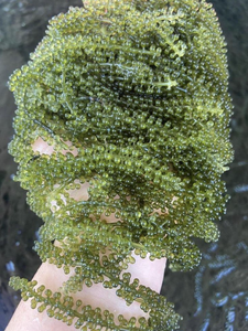 Material de Alga Marina de Uva de Mar Procesado Cuidadosamente, Aplicado en Soluciones de Adorno Culinario, Origen de Fabricación en Vietnam - Product Image 4