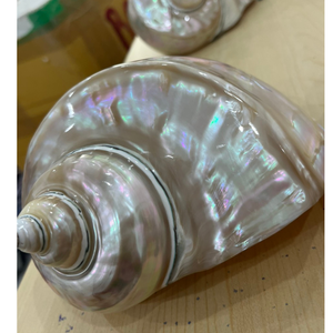 เปลือกหอยทากยักษ์สีเขียวพรีเมียม: หอยทากมาร์มาเรตัสขัดเงาด้วยมือ |   หอยสังข์ขนาดใหญ่สำหรับตกแต่งแบบมินิมอล - Product Image 3