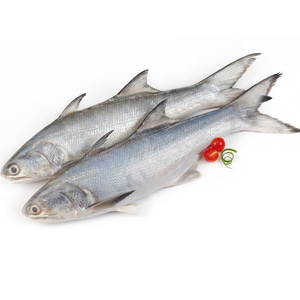 Poitrine de saumon congelée à vendre / Tête de saumon éviscérée en forme de V, Saumon congelé, Saumon royal congelé - Product Image 1