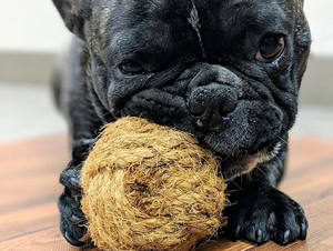 ของเล่นสำหรับสัตว์เลี้ยง-สุนัขเคี้ยวจากใยมะพร้าว/ลูกมะพร้าวสุนัขเคี้ยวของเล่นราคาถูก /hoi Linh SG kimy + 84938616690 - Product Image 5