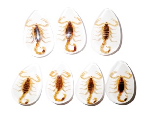Scorpion doré, spécimen réel, cabochon en plastique, coupe poire, 46x30 mm, blanc, fond plat, pour artisanat et fabrication de bijoux - Product Image 5