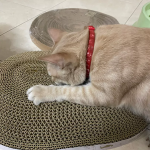 HOANG LINH SG Kimy-Tapis à gratter pour chat, meubles en carton ondulé, jouet du Vietnam - Product Image 2