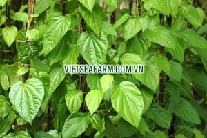 Gran oferta: Betel fresco de calidad premium a la venta/EXPORTACIÓN DE Vietnam a precios competitivos-¡100% natural! - Product Image 6