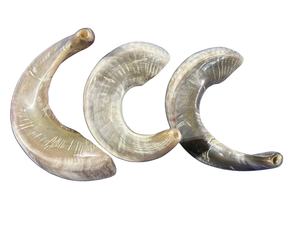 Corne de bélier naturelle Shofar pour souffler et à des fins religieuses Shofar casher poli fabriqué en Israël Corne de Kudu - Product Image 2