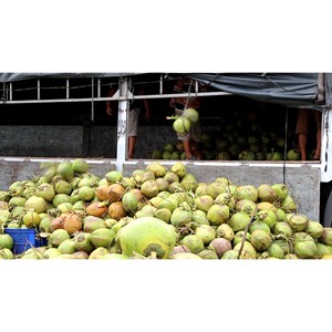 Lata de 330ml (enlatada) Agua de coco con fabricante de desarrollo de bebidas de piña Naturally Sweetend Low-Fat en Vietnam - Product Image 2