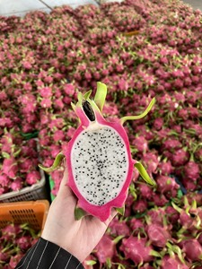 Fruta de dragón blanca fresca de la mejor calidad de VIETNAM, WHATSAPP: (LANA) + 84 902.395.267 - Product Image 5