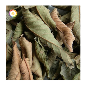Hojas de Guayaba Secas Premium para la Producción de Té Herbal, Ricas en Antioxidantes y Nutrientes Esenciales para Exportación Global al por Mayor - Product Image 1