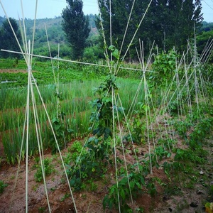 เสาไฟเบอร์กลาสสำหรับค้ำต้นไม้ เสาค้ำต้นไม้ FRP - Product Image 6