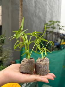 Bloques de Tierra para Plántulas de Coco Natural Ecológicos Rize JENNY, Biodegradables, para Cultivo Hidropónico y de Jardín - Product Image 6