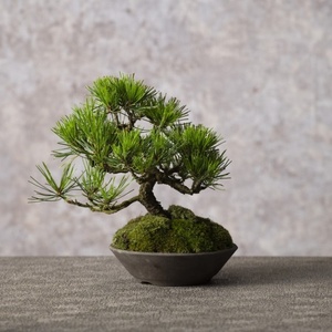 Fabriqué au japon ciseaux à Long manche TMR-2103 Suiryu ciseaux à Long manche 210 mm - Product Image 6