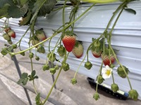 Briljante kwaliteit, prestigieuze Japanse aardbeien, streng geselecteerd, zoete, verse bessen