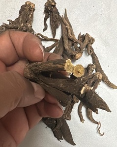 Raíces de Roscoea Procera a granel - Product Image 1