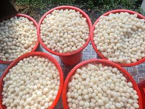 สินค้าขายดี |   ขนมผลไม้แห้งรัมปูตันแบบนุ่ม ผลไม้เมืองร้อนอบแห้งสำหรับทำของหวานในช่วงเทศกาลจากเวียดนาม - Product Image 5
