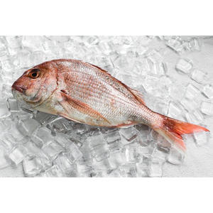 Achetez du poisson snapper congelé pas cher en ligne - Product Image 2