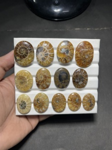 Fossile d'ammonite naturelle, coquille d'ammonite polie, spécimen de fossile, pierre de collection, fabricant et fournisseur en gros - Product Image 1