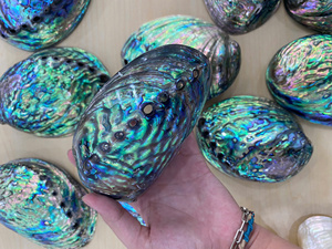 Export Grade <b>Abalone</b> <b>Shell</b> Elegant Decorative Sea <b>Shell</b> For Global Wholesale Market Premium Quality Bulk Packaging Global Sales - Product Image 4