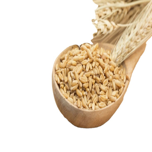 Graines d'orge séchées biologiques de qualité supérieure, 100% naturelles, 60-65% de protéines, haute qualité, origine américaine, pour l'alimentation animale, la fabrication de bière, le bétail - Product Image 1