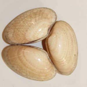Coquillages naturels à prix avantageux, fournisseur vietnamien, coquilles de palourde plates pour artisanat, vente en gros - Product Image 4