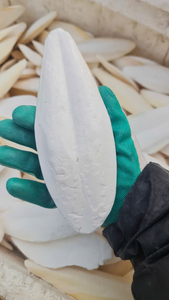 กระดูกปลาหมึกขาวพรีเมียมแบบทั้งตัว/ชิ้น ขนาด 4-5 ซม. สำหรับอาหารสัตว์ แคลเซียมสูง ผลิตในเวียดนาม จำหน่ายทั่วโลก - Product Image 5