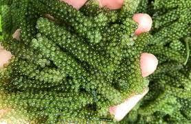 Caviar vert naturel aux raisins de mer | Approuvé Halal pour les marchés internationaux - Product Image 5