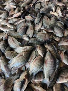 Tilapia de Agua Dulce Seleccionada, Pescado Entero de Primera Calidad, Certificado HACCP e ISO, Congelado con Manipulación Limpia y Empaque Seguro a Granel - Product Image 1