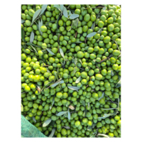 Olives vertes fraîches de qualité supérieure avec un goût naturel riche et une excellente tenue en fraîcheur pour les marchés d'exportation mondiaux