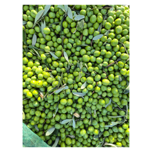 Aceitunas Verdes Frescas Premium con Rico Sabor Natural y Excelente Estabilidad de Conservación para Mercados de Exportación Globales - Product Image 6