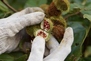 Colorant alimentaire naturel de graines d'annatto du Vietnam/assaisonnement d'épices chaudes de graines d'annatto Sac OEM d'emballage en vrac - Product Image 6