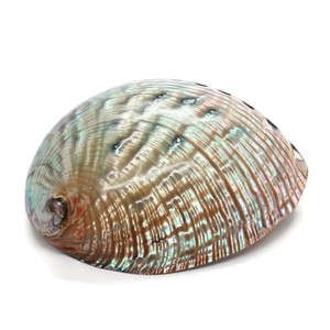 Coquilles d'ormeau polies en vrac, prix de gros, coquillages perlés, coquilles d'ormeau blanc nacré - Product Image 5