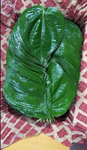 Hojas de Betel Orgánicas Frescas de Primera Calidad, Utilizadas para Paan Natural y Preparaciones Tradicionales al Mejor Precio - Product Image 2