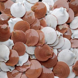 Oferta Especial: Conchas de Capiz Blancas Naturales 100% Puras, Pulidas y Sedosas - Diseño Rústico Moderno para Decoración Navideña - Product Image 4
