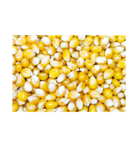 ข้าวโพด GMO คุณภาพพรีเมียม ขายส่งจำนวนมาก เกรดอาหาร พร้อมจัดส่ง สต็อกดีที่สุด สำหรับส่งออก - Product Image 6