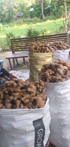 Direct From Farm Organic <b>Fresh</b> <b>Ginger</b> for Global Buyers High in Quality Pure in Taste Now Ready to Export From Farm ready - Product Image 5