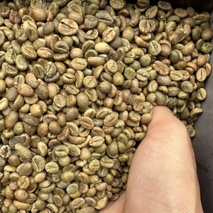 Café Verde en Grano Vietnam Arabica Specialty Honey S16+ de Fábrica con Exportación al por Mayor y Suministro Estable - Product Image 5