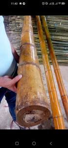 Postes de Bambú Natural de Vietnam, Tamaños Grandes, para Soporte Agrícola - Product Image 2