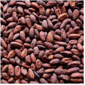 Proveedor mayorista de granos de cacao a la venta a un precio razonable - Product Image 2