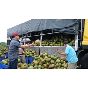 Lait de coco sans sucre tropical faible en gras pour jus en conserve de marque avec mangue, durée de conservation de 24 mois, en provenance du Vietnam - Product Image 2