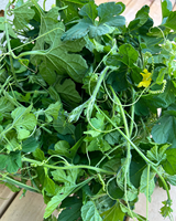 Feuilles de courge amère séchées naturelles, produit à base de plantes sans produits chimiques pour le thé santé et l'extraction