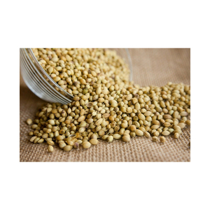 Semillas de Cilantro Naturales Enteras y Crudas de la Mejor Calidad, Secas, con 2 Años de Vida Útil, Fabricante y Exportador - Product Image 4