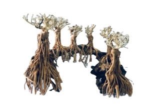 ต้นบอนไซเทียม2024จากเวียดนาม - Product Image 3