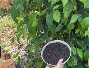 พริกไทยดำเวียดนาม 500 กรัม/ลิตร คุณภาพสะอาด สำหรับการส่งออกจำนวนมาก ราคาแข่งขันสำหรับการสั่งซื้อแบบตู้คอนเทนเนอร์ปริมาณมาก - Product Image 2