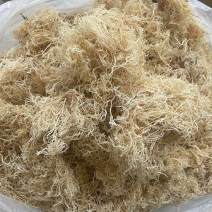 Algues Gracilaria séchées 100% pures de haute qualité pour la production d'agar - Origine Vietnam, teneur en humidité 14%, marque Kim Minh - Product Image 3